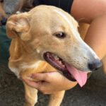 Podenco Maneto Zaragoza, 01/2026, Endgröße ca. 35 cm