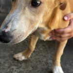 Podenco Maneto Zaragoza, 01/2026, Endgröße ca. 35 cm