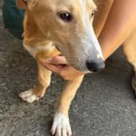 Podenco Maneto Zaragoza, 01/2026, Endgröße ca. 35 cm