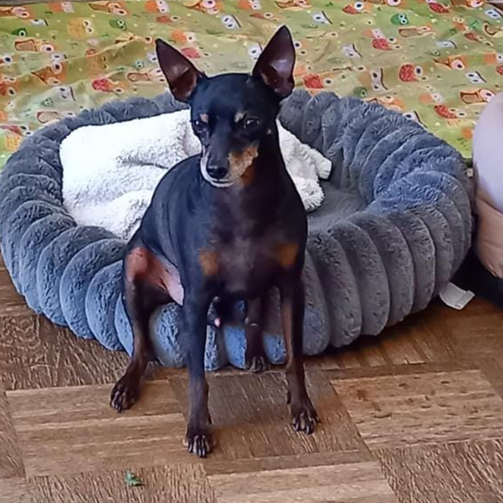 Ein letztes Mal und doch für Immer - Zwerpinscher Thor