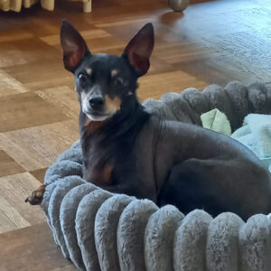 Ein letztes Mal und doch für Immer - Zwerpinscher Thor