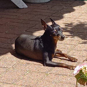 Ein letztes Mal und doch für Immer - Zwerpinscher Thor