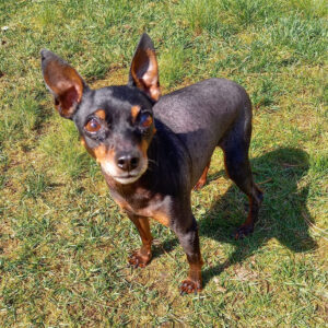 Ein letztes Mal und doch für Immer - Zwerpinscher Thor