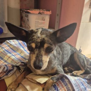 Chihuahua Triana, 11/2020, ca. 25 cm