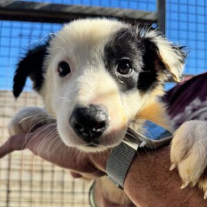 Border Collie Alegre, 06/2026, Endgröße ca. 53 cm