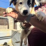 Border Collie Alegre, 06/2026, Endgröße ca. 53 cm