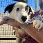 Border Collie Alegre, 06/2026, Endgröße ca. 53 cm