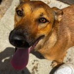 Podenco Mischling Alicia, 10/2024, ca. 45 cm