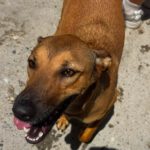 Podenco Mischling Alicia, 10/2024, ca. 45 cm