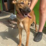 Podenco Mischling Alicia, 10/2024, ca. 45 cm