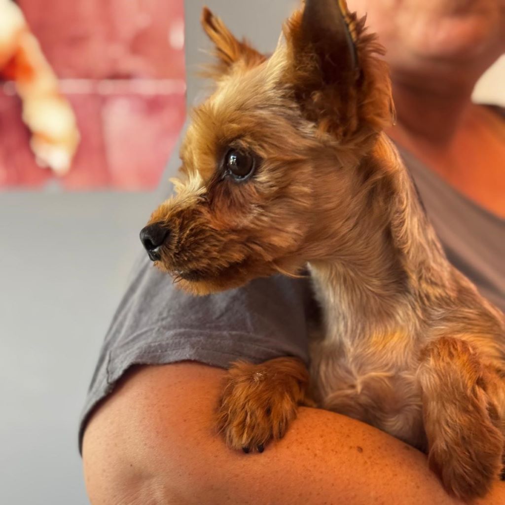 Yorkshire Terrier Alona, 02/2023, ca. 30 cm