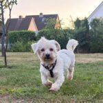 Malteser Amy, 04/2017, ca. 25 cm, 25482 Appen