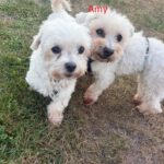 Malteser Amy, 04/2017, ca. 25 cm, 25482 Appen