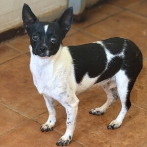 Chihuahua Angela, 08/2023, ca. 20 cm
