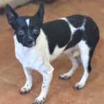 Chihuahua Angela, 08/2023, ca. 20 cm