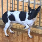 Chihuahua Angela, 08/2023, ca. 20 cm