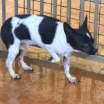 Chihuahua Angela, 08/2023, ca. 20 cm