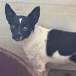 Chihuahua Angela, 08/2023, ca. 20 cm
