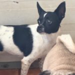 Chihuahua Angela, 08/2023, ca. 20 cm