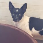 Chihuahua Angela, 08/2023, ca. 20 cm
