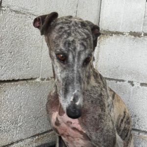 Galgo Arisca, 06/2021, ca. 65 cm