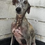 Galgo Arisca, 06/2021, ca. 65 cm
