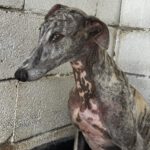 Galgo Arisca, 06/2021, ca. 65 cm