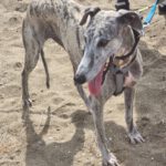 Galgo Arisca, 06/2021, ca. 65 cm