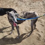 Galgo Arisca, 06/2021, ca. 65 cm