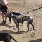 Galgo Arisca, 06/2021, ca. 65 cm