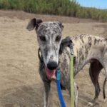 Galgo Arisca, 06/2021, ca. 65 cm