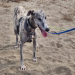 Galgo Arisca, 06/2021, ca. 65 cm