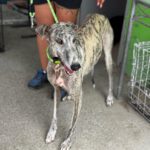 Galgo Arisca, 06/2021, ca. 65 cm