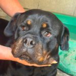 Rottweiler Baguera, 07/2021, ca. 60 cm