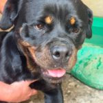 Rottweiler Baguera, 07/2021, ca. 60 cm