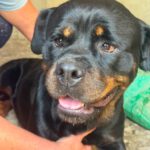 Rottweiler Baguera, 07/2021, ca. 60 cm