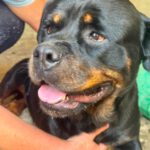 Rottweiler Baguera, 07/2021, ca. 60 cm