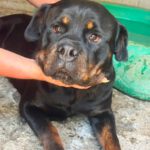 Rottweiler Baguera, 07/2021, ca. 60 cm