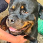 Rottweiler Baguera, 07/2021, ca. 60 cm