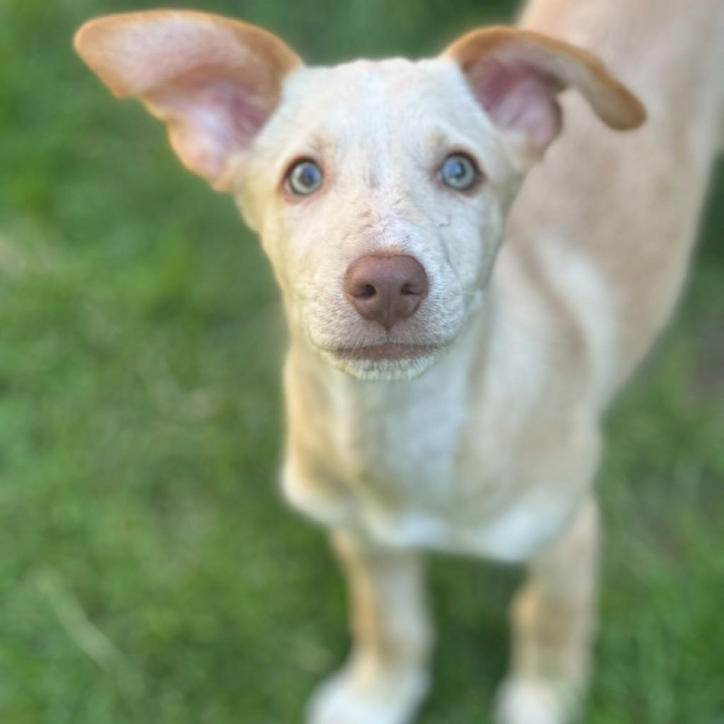 Podenco Bailey, 04/2026, Endgröße ca. 40 cm, 27283 Verden