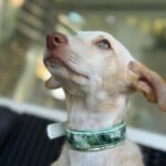 Podenco Bailey, 04/2026, Endgröße ca. 40 cm, 27283 Verden