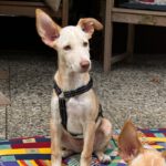Podenco Bailey, 04/2026, Endgröße ca. 40 cm, 27283 Verden