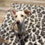 Podenco Bailey, 04/2026, Endgröße ca. 40 cm, 27283 Verden