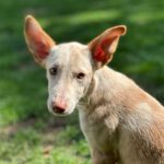 Podenco Bailey, 04/2026, Endgröße ca. 40 cm, 27283 Verden
