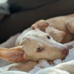 Podenco Bailey, 04/2026, Endgröße ca. 40 cm, 27283 Verden