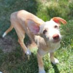 Podenco Bailey, 04/2026, Endgröße ca. 40 cm, 27283 Verden