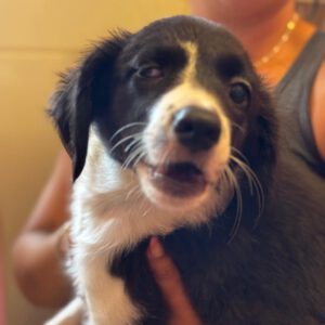 Border Collie Betty, 03/2026, Endgröße ca. 48 cm