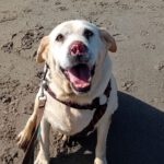 Labrador Blanca, 05/2022, ca. 55 cm
