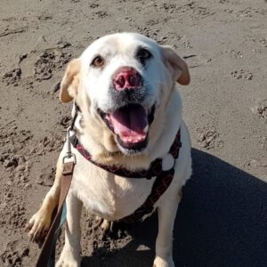 Labrador Blanca, 05/2022, ca. 55 cm