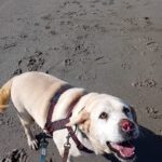 Labrador Blanca, 05/2022, ca. 55 cm